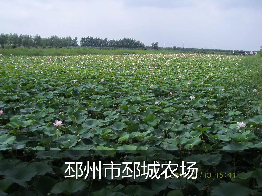 邳州市邳城农场